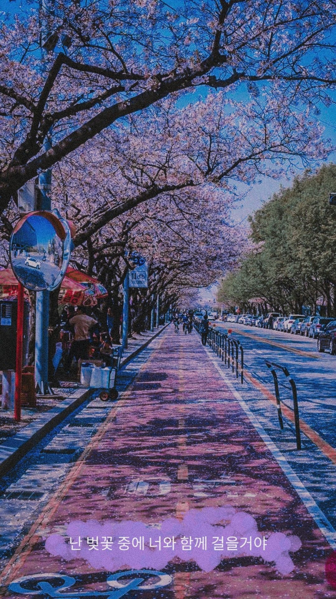 Gambar Bunga Sakura Di Korea
