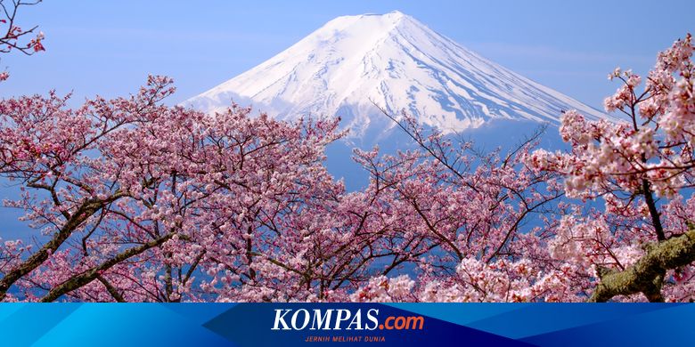 Gambar Bunga Sakura Jepang