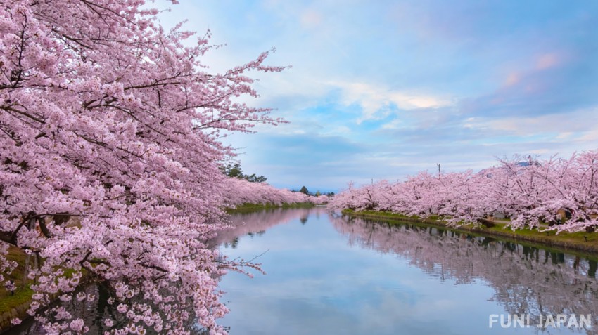 Gambar Bunga Sakura Yang Belum Diwarnai