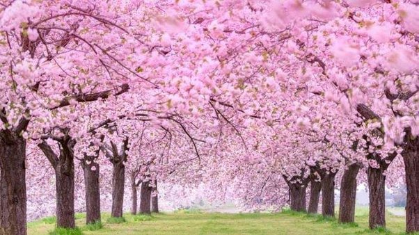 Gambar Bunga Sakura Yg Indah