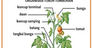 Gambar Bunga Tomat Dan Bagiannya