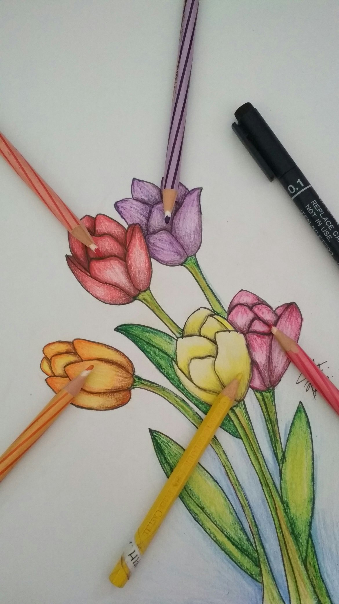 Gambar Bunga Tulip Dari Pensil