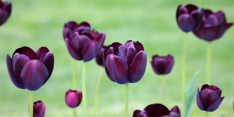 Gambar Bunga Tulip Malam