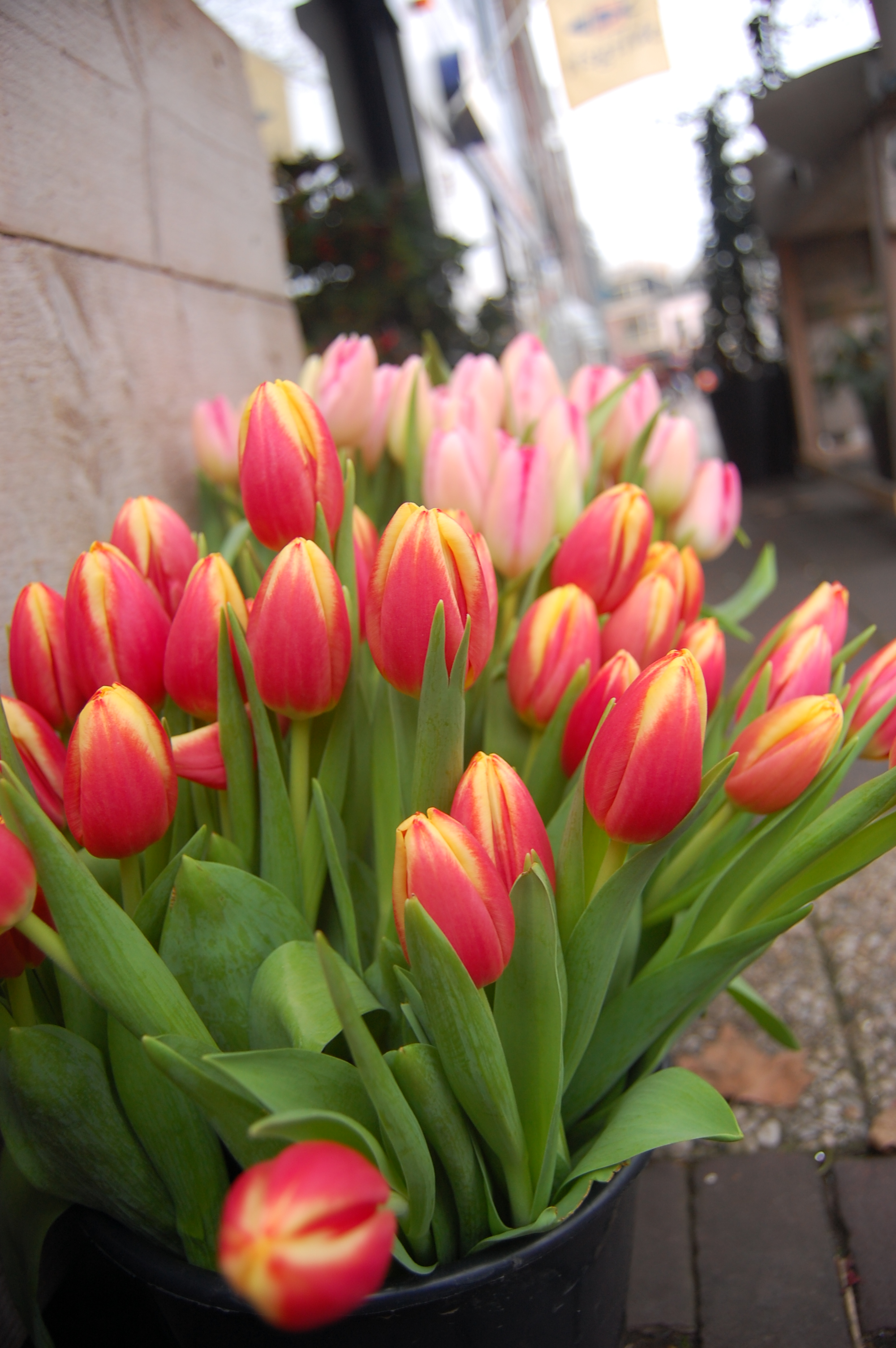 Gambar Bunga Tulip Mekar