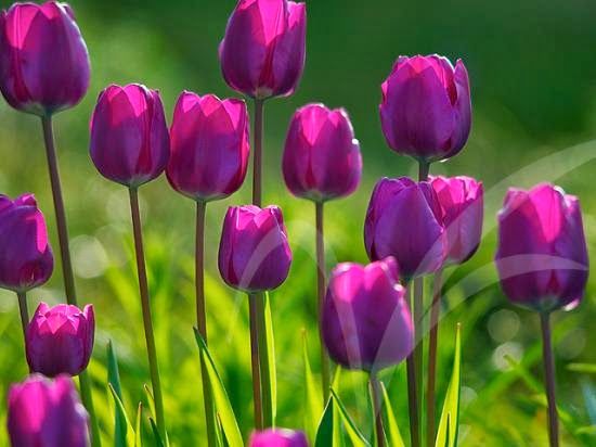 Gambar Bunga Tulip Warna Ungu