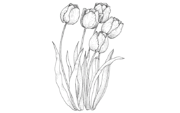 Gambar Bunga Tulip Yang Mudah