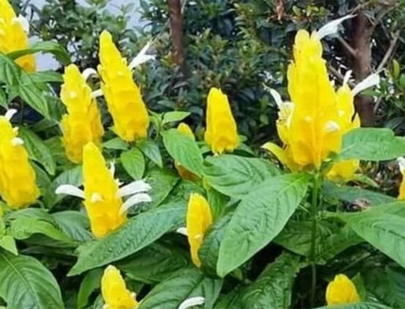 Gambar Bunga Warna Kuning