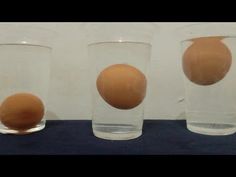 Gambar Eksperimen Telur Mengapung