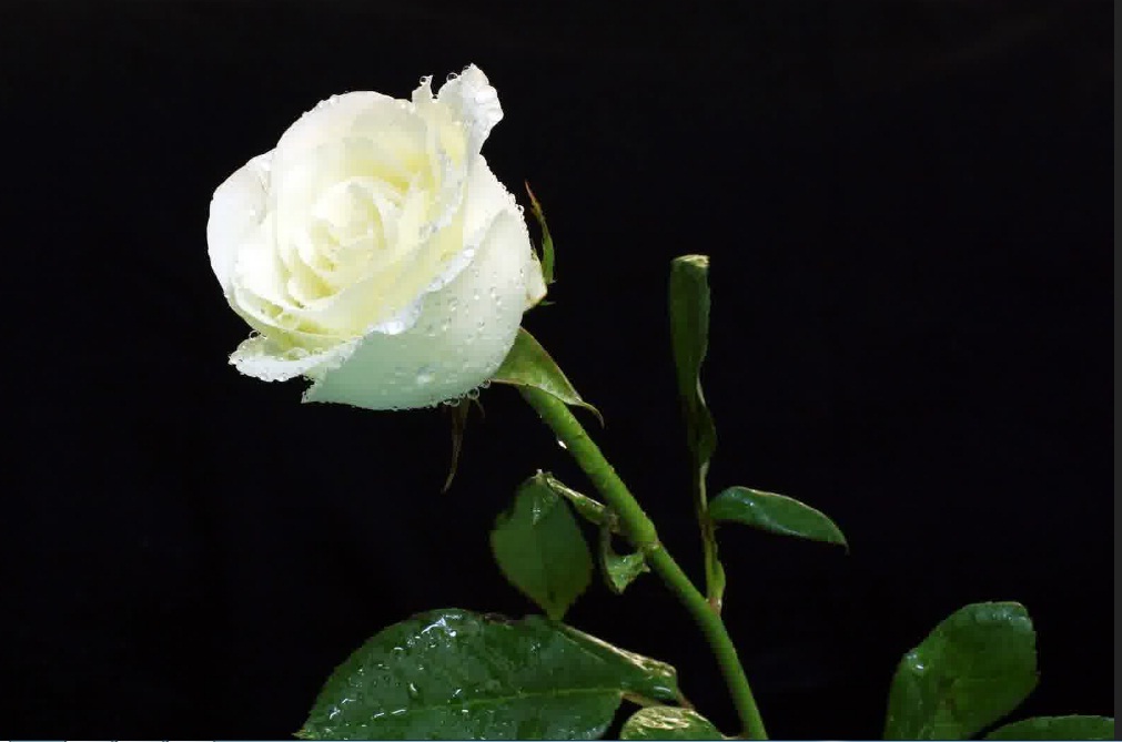 Gambar Gambar Bunga Mawar Putih