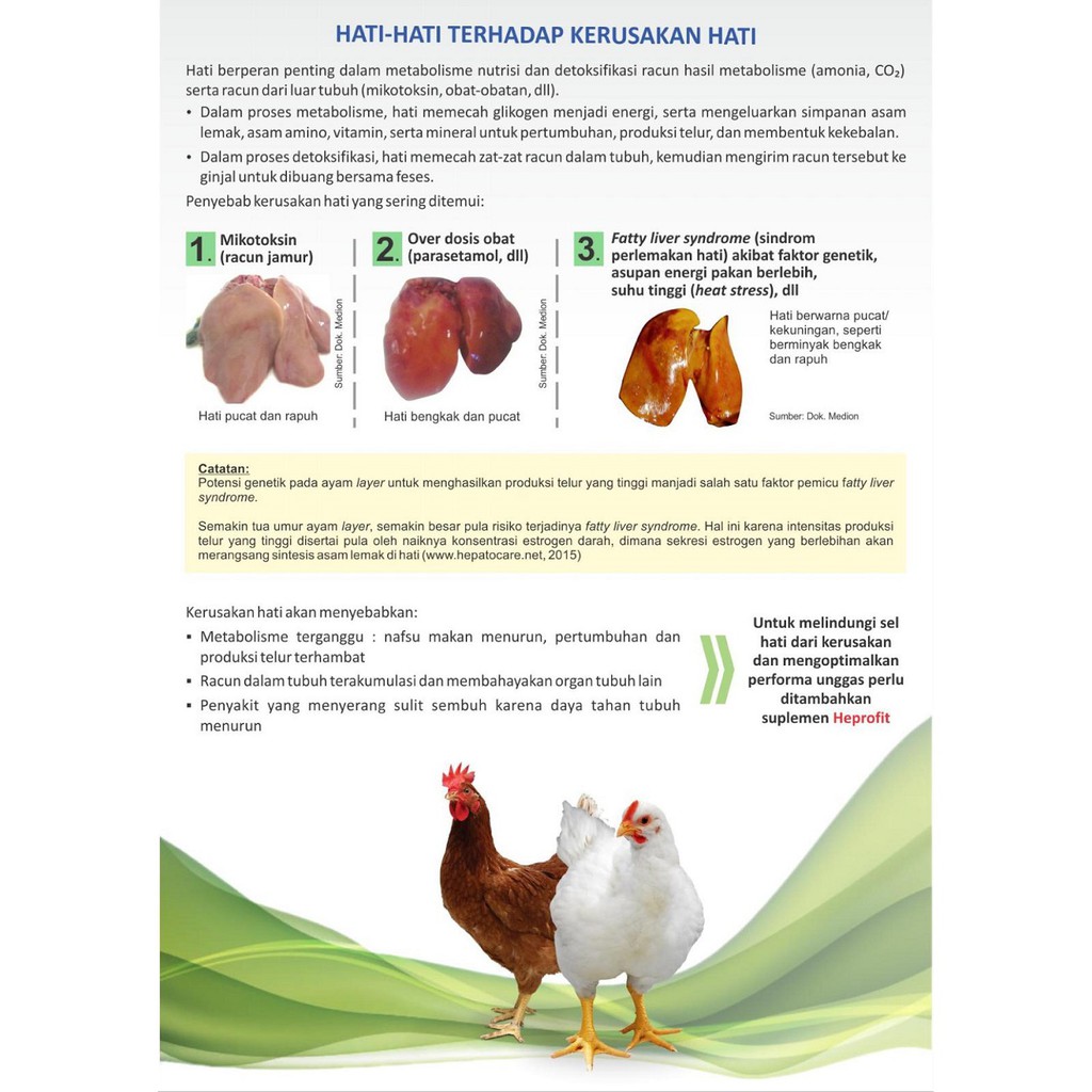 Gambar Ginjal Ayam