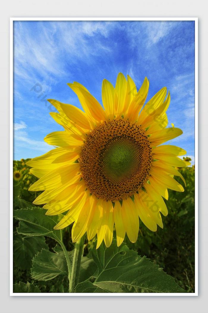 Gambar Gradasi Bunga Matahari