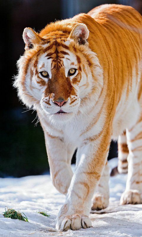 Gambar Harimau Emas