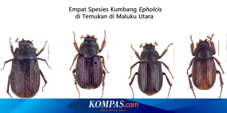 Gambar Hewan Kumbang Moncong