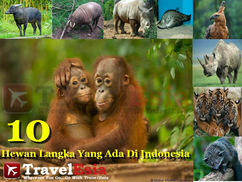Gambar Hewan Langka Di Indonesia