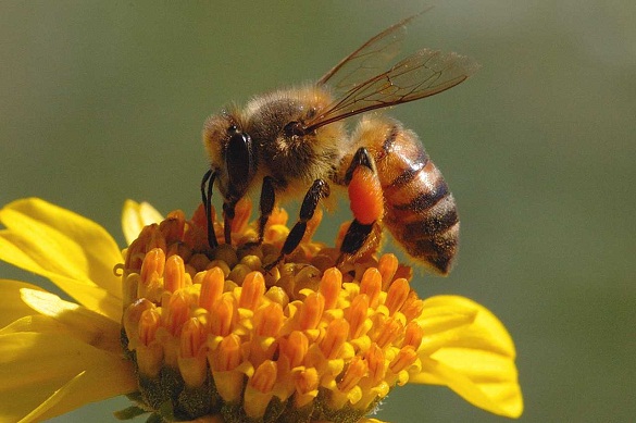 Gambar Hewan Lebah