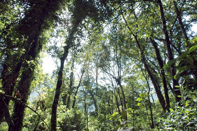 Gambar Hutan Kalimantan