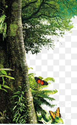 Gambar Hutan Png