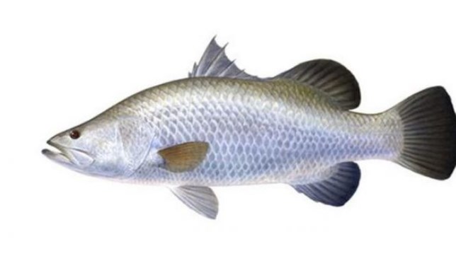Gambar Ikan Air Payau