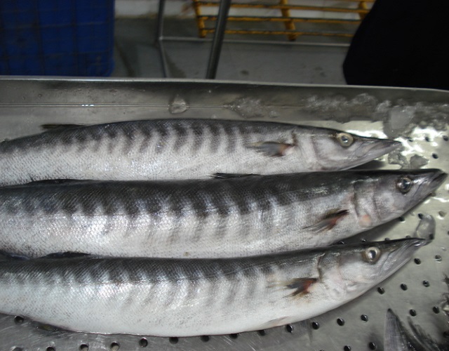 Gambar Ikan Barakuda