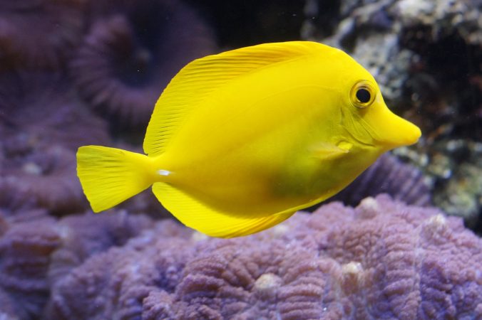 Gambar Ikan Hias Lemon