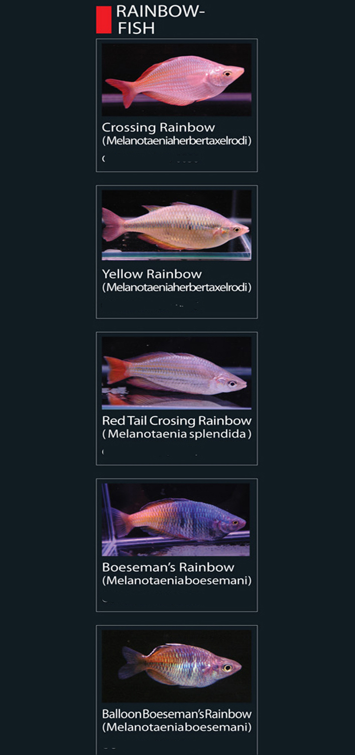 Gambar Ikan Hias Rainbow Peacock