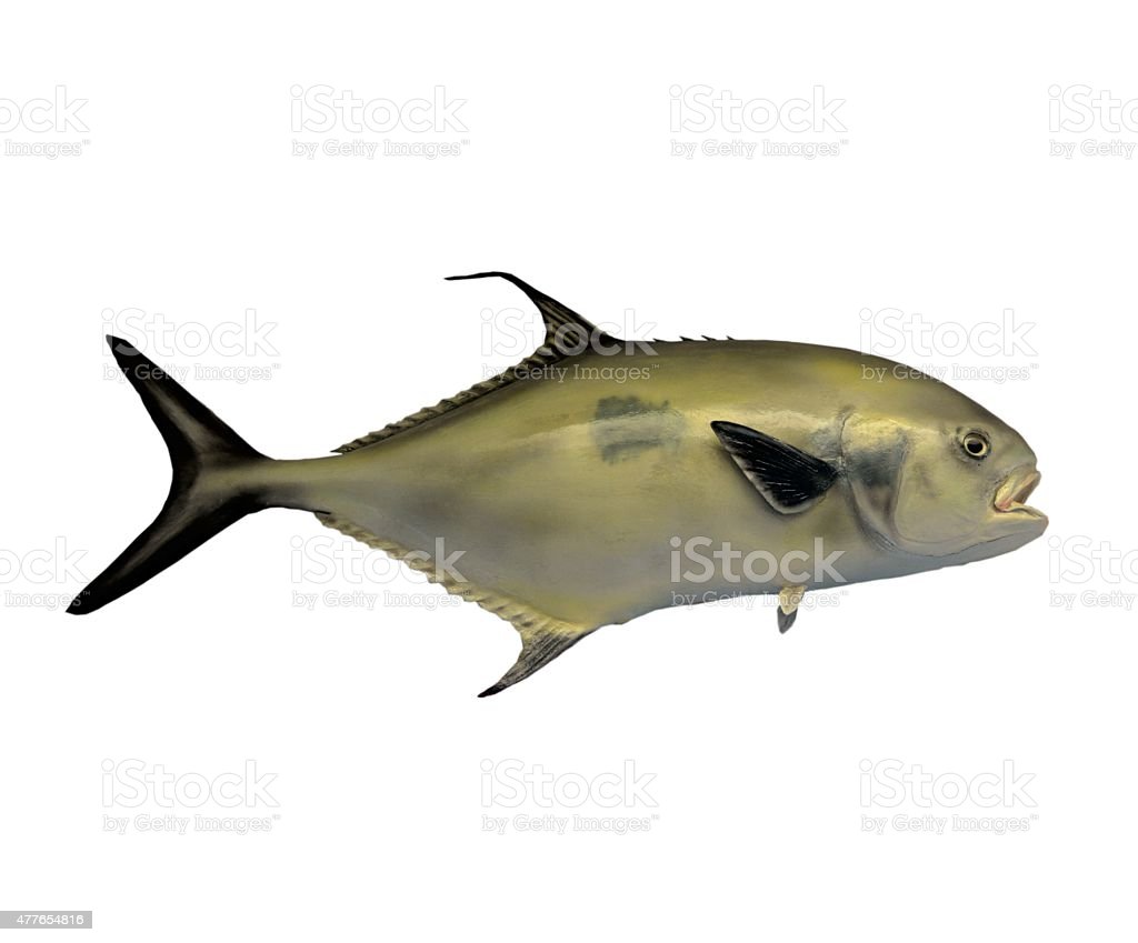 Gambar Ikan Hitam