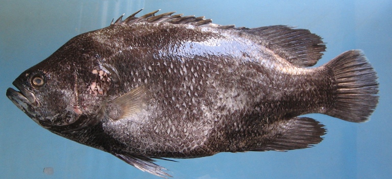 Gambar Ikan Kakap Hitam