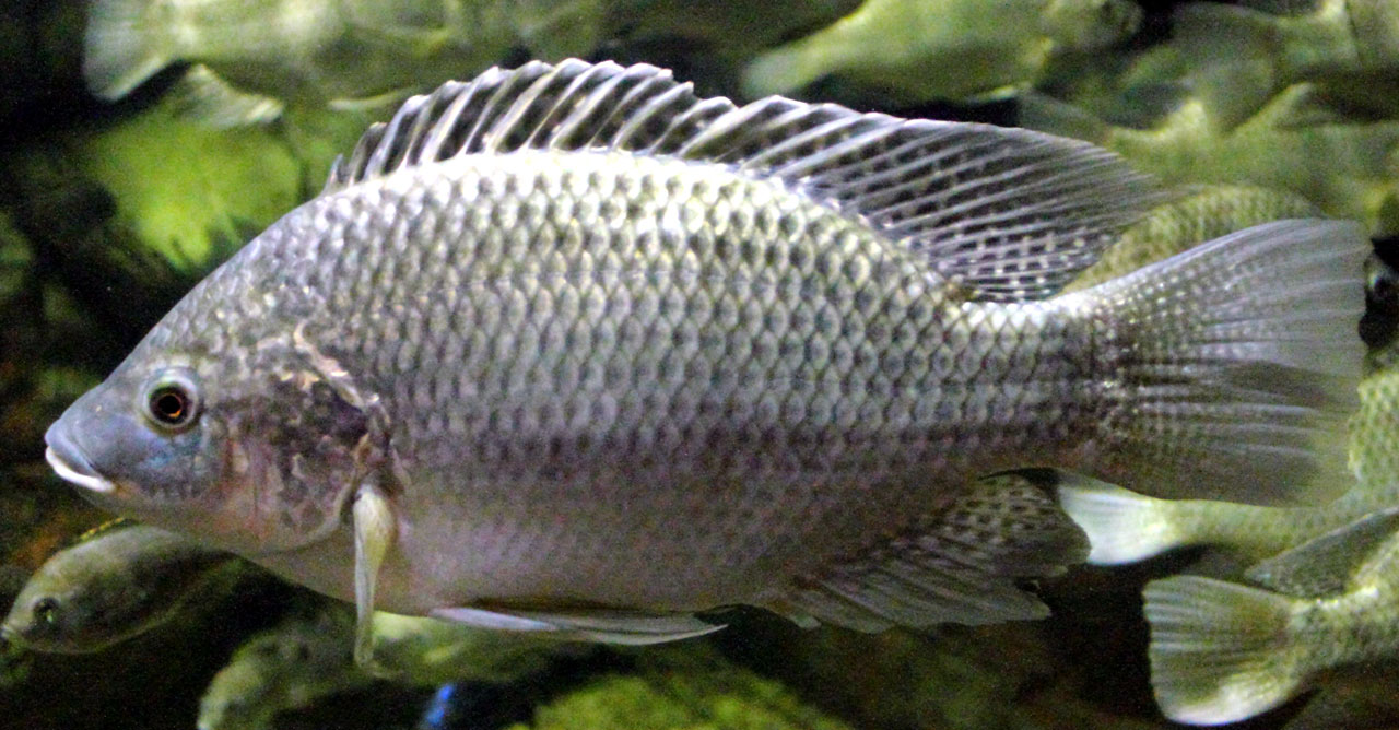 Gambar Ikan Mujair