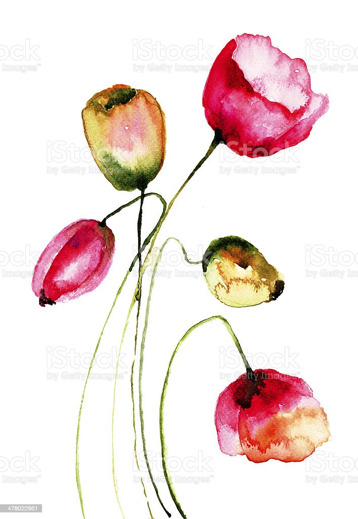 Gambar Ilustrasi Bunga Tulip