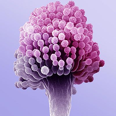 Gambar Jamur Deuteromycota