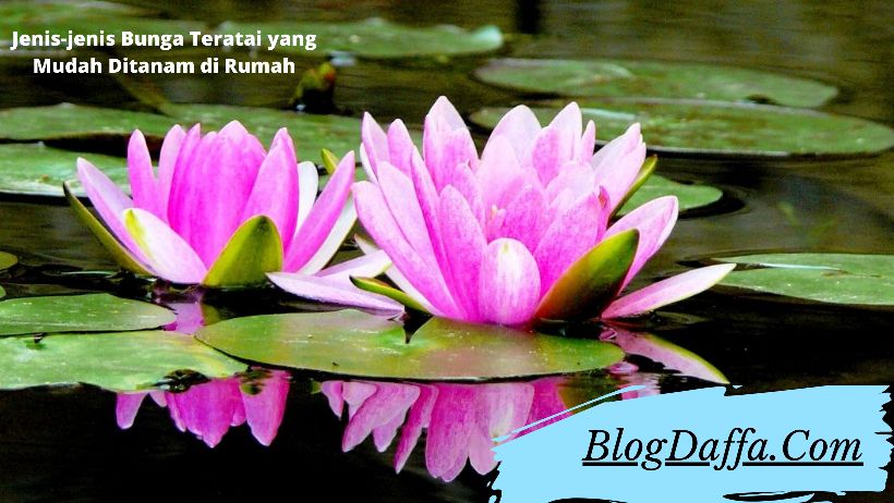 Gambar Jenis Bunga Lotus