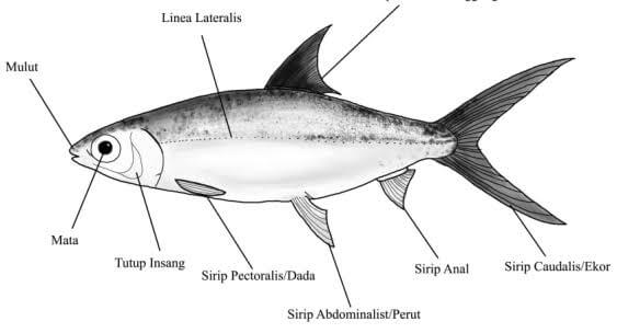 Gambar Jenis Sisik Ikan