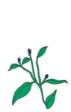 Gambar Kartun Bunga Melati