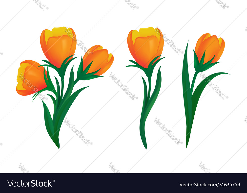 Gambar Kartun Bunga Tulip Vektor