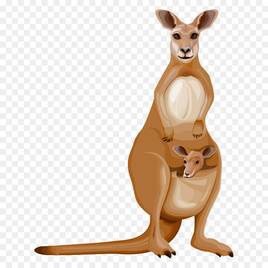 Gambar Kartun Kanguru