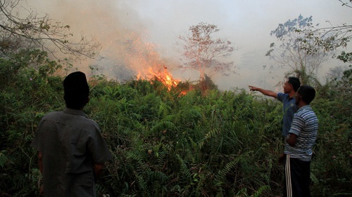 Gambar Kebakaran Hutan Di Aceh