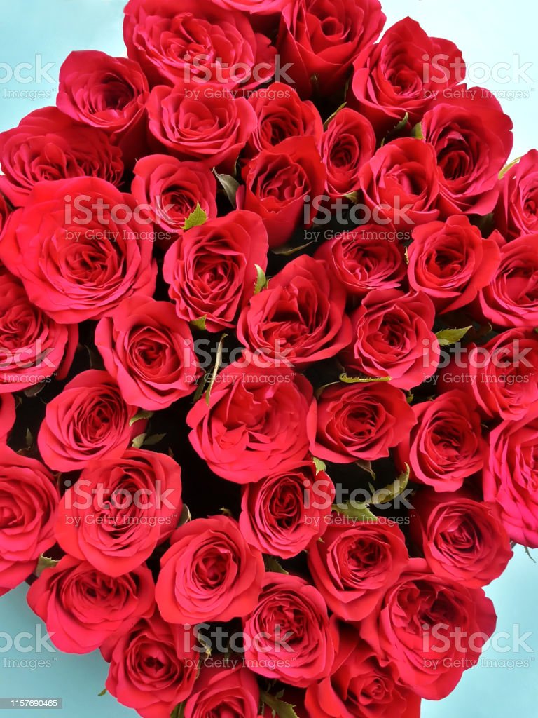 Gambar Kelopak Mawar Merah