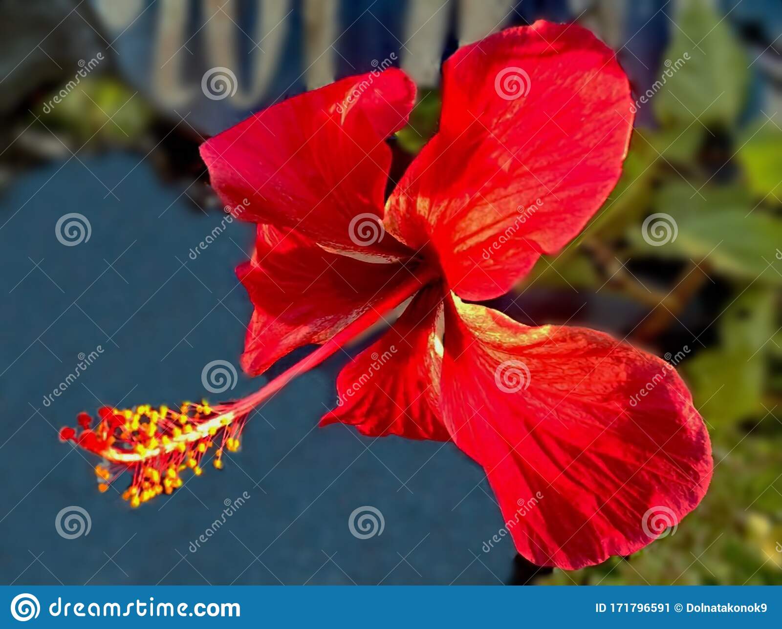 Gambar Kembang Bunga Raya