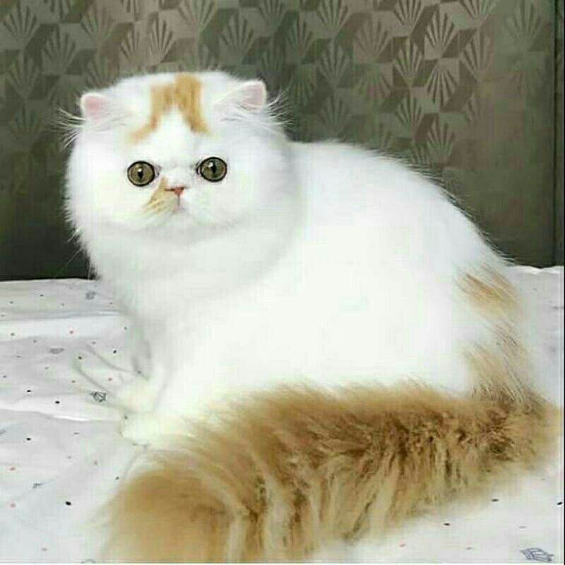Gambar Kucing Anggora