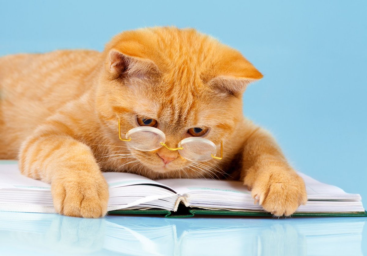 Gambar Kucing Di Buku Gambar