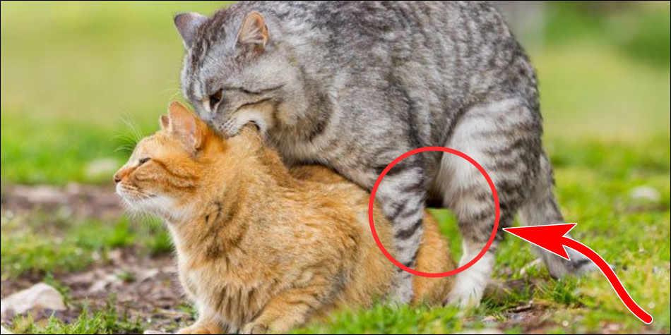 Gambar Kucing Kawin