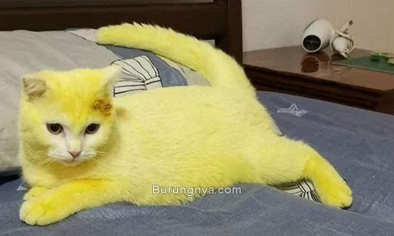 Gambar Kucing Kuning