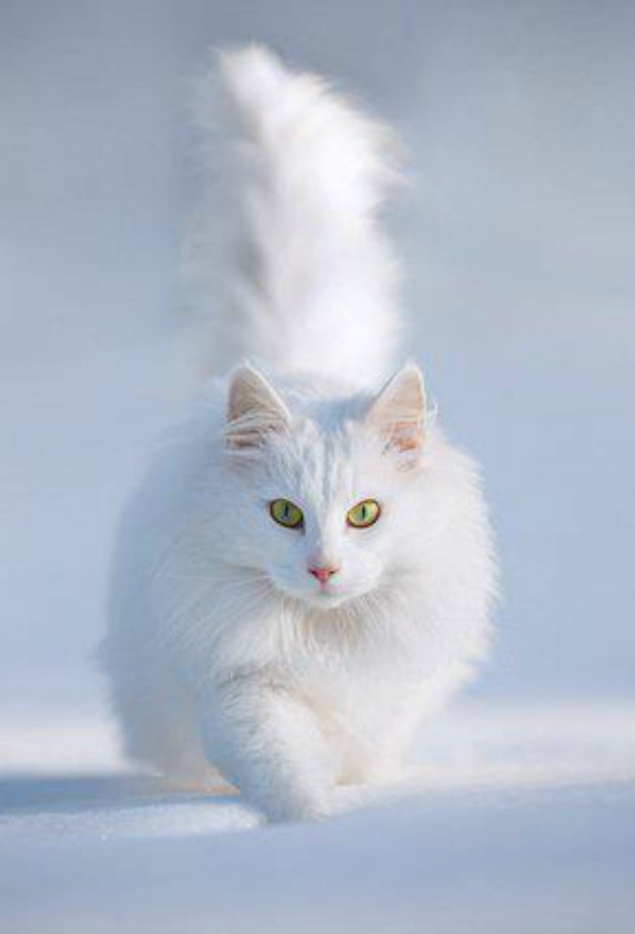 Gambar Kucing Lucu Anggora