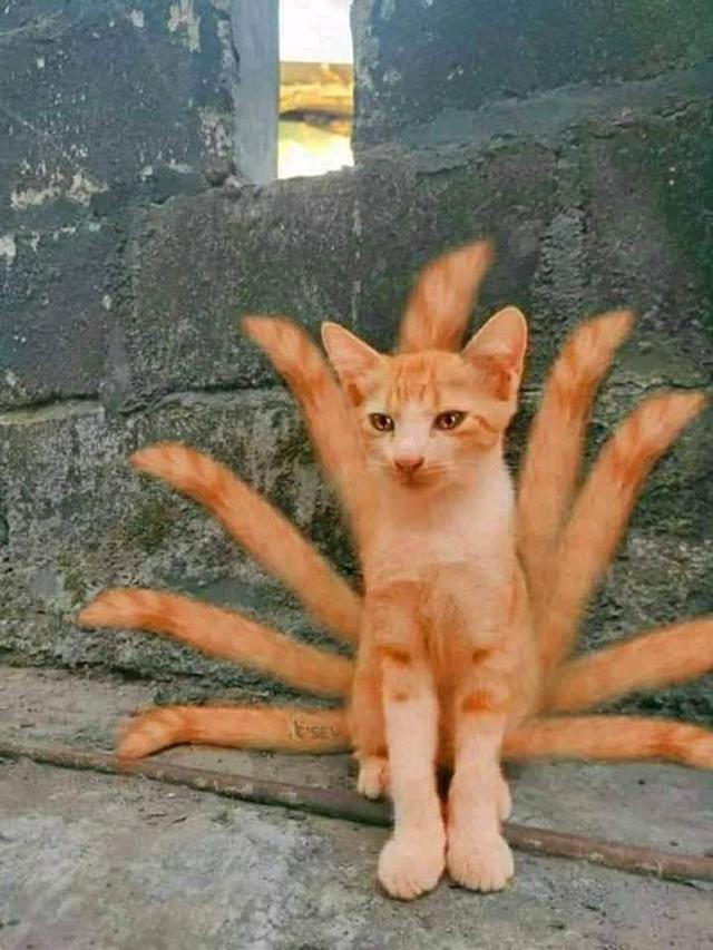 Gambar Kucing Lucu Gambar Naruto