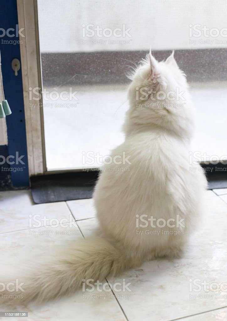 Gambar Kucing Persia Putih
