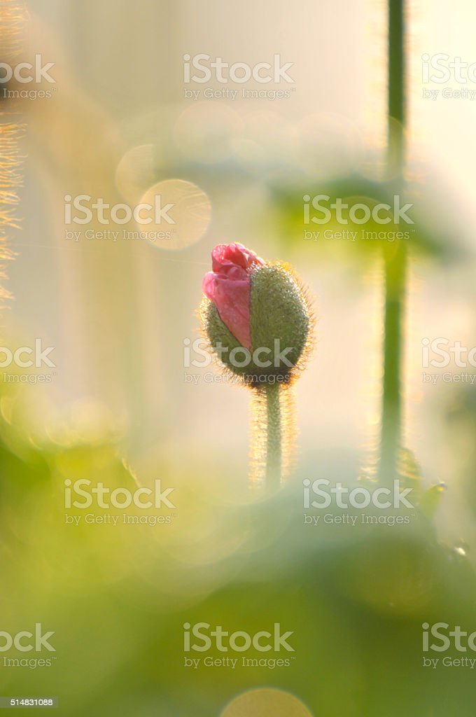 Gambar Kuncup Bunga