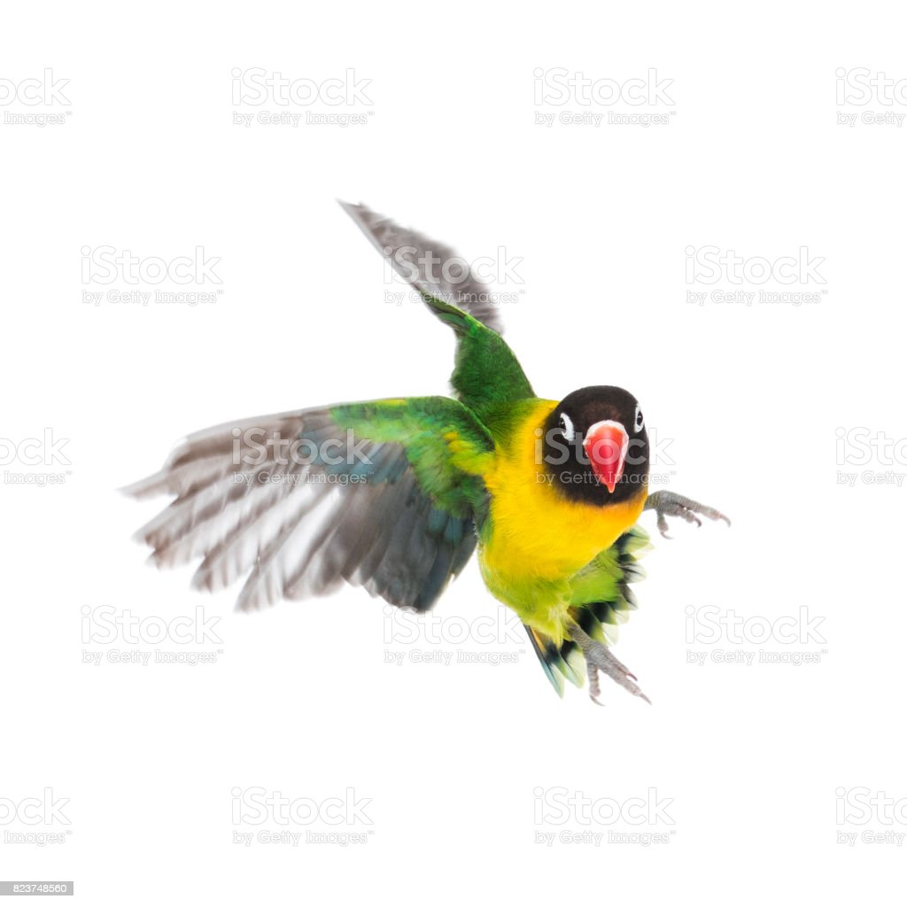 Gambar Lovebird Terbang