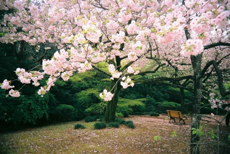 Gambar Lukisan Bunga Sakura Di Jepang