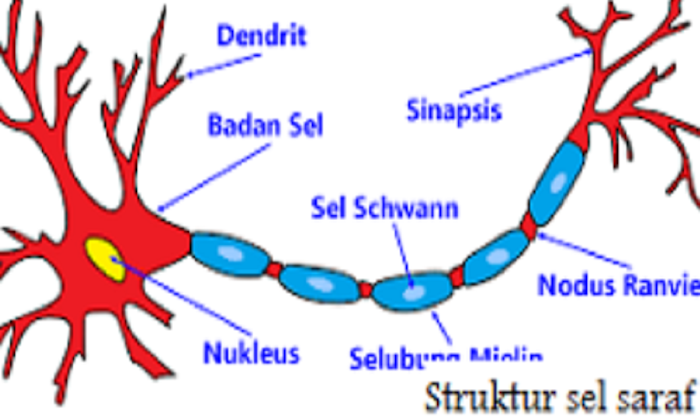 Gambar Neuron Dan Bagiannya