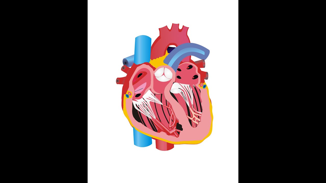 Gambar Organ Jantung Kartun